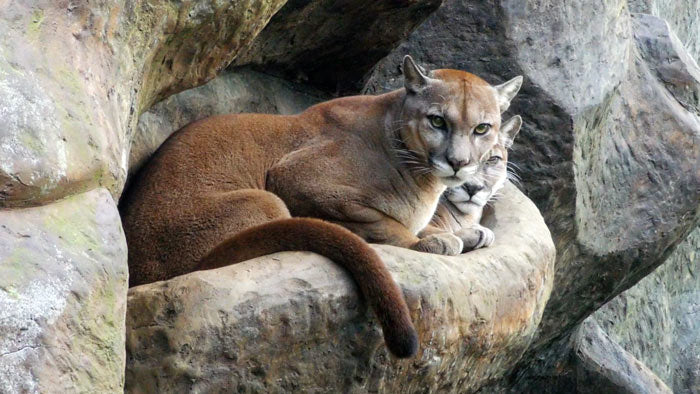 What to wear when tracking mountain lions. Hint: wool clothing.