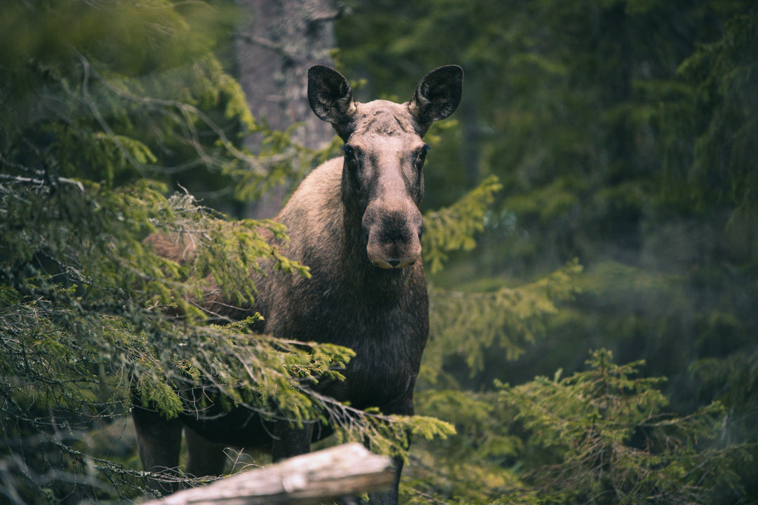Hunting Moose: Tips and How Wadmal (Wool) Hunting Gear Will Help You